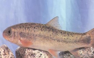細(xì)甲魚的產(chǎn)地，遼寧、陜西、安徽等省份均有產(chǎn)出
