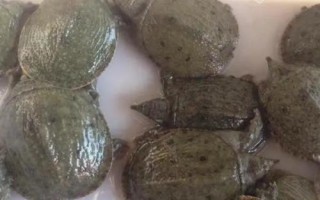 甲魚的繁殖技術(shù)介紹，砂質(zhì)濕度決定孵化率