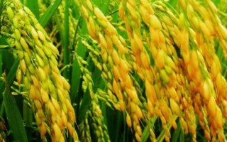 君紅絲苗水稻品種簡(jiǎn)介，每畝有效穗數(shù)16.5萬(wàn)