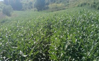 蒙豆640大豆種子簡介，高肥力地塊17000株