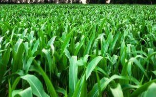 滬甜3號玉米種子特征特性，每畝種植3300株左右為宜