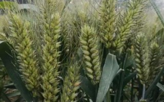 黑冠1號小麥種子特征特性，適宜播種期10月上中旬