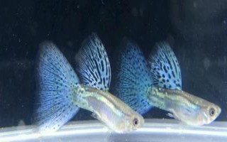 草尾孔雀魚好養(yǎng)嗎，屬于比較好養(yǎng)的觀賞魚