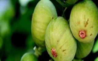 無花果的種植技術(shù)，可扦插、壓條或分株繁殖