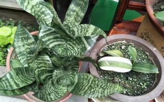 虎耳蘭的種植方法，生長(zhǎng)期間讓土壤保持濕潤(rùn)