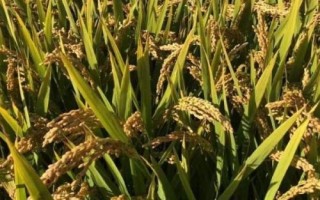 閩龍1號水稻種簡介，粳型常規(guī)水稻品種