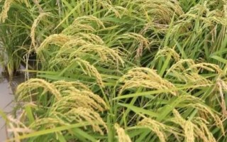 東生稻11號(hào)水稻種子介紹，普通粳稻品種