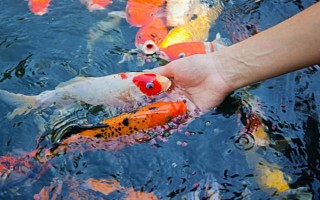 魚能吃什么，不同種類的魚吃的東西不同