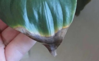 水培白掌葉尖為什么會干枯，可能是水質(zhì)差、養(yǎng)分不足、溫度過高等因素造成