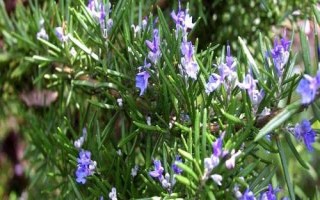 迷迭香的花語，是愛情、忠貞和友誼的象征