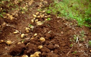 土豆生長后期的管理方法，生長期要補充以氮肥為主的肥料