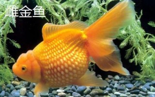 雌雄金魚(yú)如何區(qū)分，雄魚(yú)瘦長(zhǎng)、雌魚(yú)短圓
