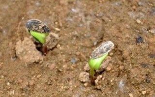 西瓜種子的催芽方法，可裹泥發(fā)芽、晾曬發(fā)芽等