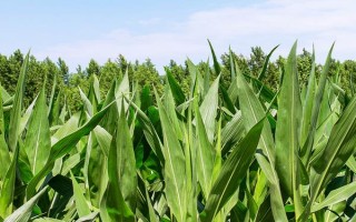 華威甜1號(hào)玉米種子介紹，每畝種植3000~3500株