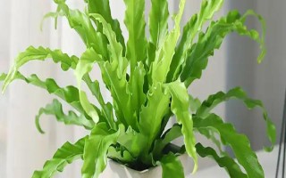 鳥巢蕨有哪些主要品種，有灣鳥巢蕨、羽葉鳥巢蕨等