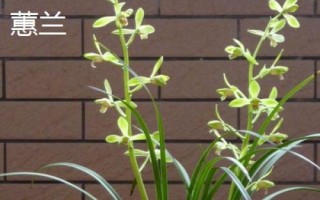 什么花是花中君子，非蘭花莫屬