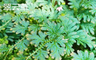 翠云草有沒(méi)有毒，是沒(méi)有任何毒性成分的植物