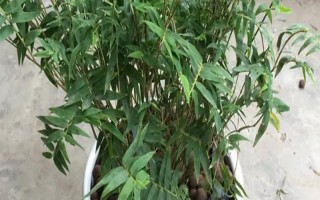 冬天室外凍不死的綠植有哪些，常見的有牡丹、梅花、鐵線蓮等