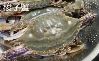 青蟹怎么挑選，可測反應(yīng)力、看顏色、看蟹腿等