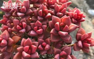 姬朧月和朧月有什么區(qū)別，前者是草本植物、后者是常綠灌木