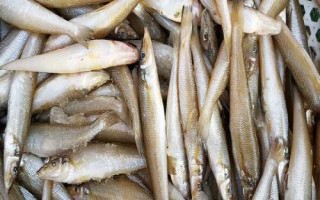 沙丁魚(yú)和青條魚(yú)的區(qū)別，科目和外形都不同