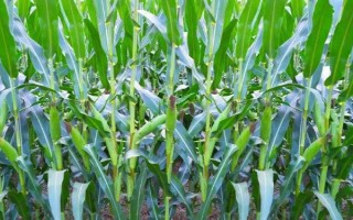 富友1911玉米品種的特性，中抗灰斑病