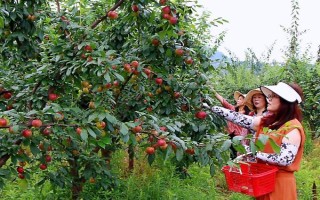 極早熟杏李風(fēng)味玫瑰的特點(diǎn)，含糖量高于任何杏、李品種