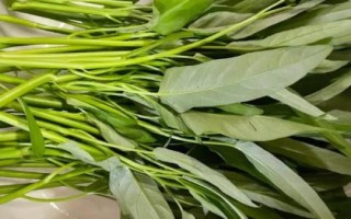 半陰半陽(yáng)適合種什么蔬菜，可以種韭菜、空心菜、蠶豆和花生等