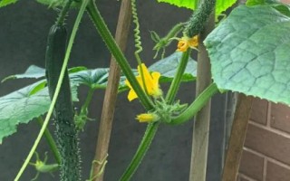霜降過后可以在陽臺(tái)上種什么蔬菜，可種植白菜、胡蘿卜、大蒜等品種