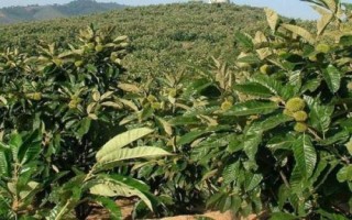板栗只開花不結(jié)果原因，土壤不適合或者缺水都會導(dǎo)致