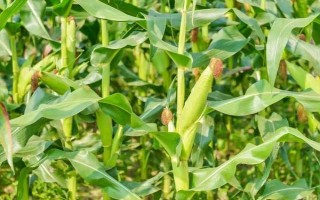 大禹901玉米品種的特性，生育期107天左右