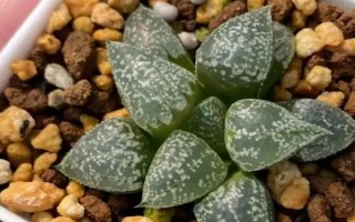 多肉受凍化水如何處理，剪除受凍部位并涂抹多菌靈、再轉(zhuǎn)移到適宜環(huán)境中