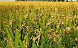 漢兩優(yōu)1號水稻種子介紹，全生育期125.3天