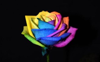 彩虹玫瑰的花語，花語為浪漫、夢幻、幸福等