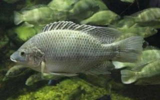 羅非魚(yú)為什么不開(kāi)口，氣壓驟降會(huì)降低羅非魚(yú)的攝食積極性