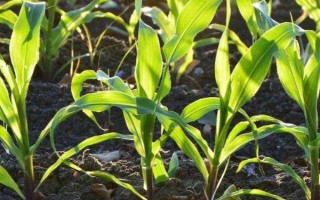 地沃7號(hào)（試驗(yàn)名稱：地沃7號(hào)）玉米種子簡(jiǎn)介，兩年區(qū)試平均生育期128天