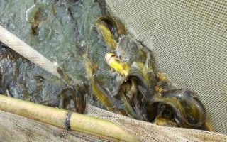 怎么防治黃顙魚疾病，需根據(jù)實(shí)際病情采取針對(duì)性措施