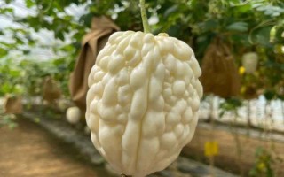 種植苦瓜的時(shí)間和方法，北方地區(qū)3-4月份可在棚內(nèi)育苗、長(zhǎng)江流域在3月份播種