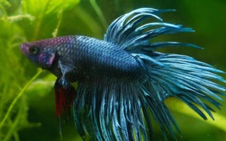 斗魚(yú)能不能養(yǎng)在大缸中，可以飼養(yǎng)但會(huì)影響觀賞