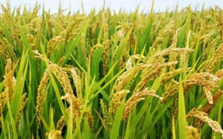 如何簡(jiǎn)單的提高作物產(chǎn)量，應(yīng)在這四個(gè)方面著手