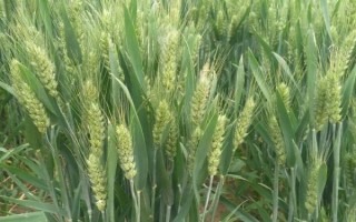 隴春31號(hào)小麥品種的特性，畝播種量15-18公斤
