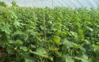 水果黃瓜的種植方法，定植5-7天后要澆緩苗水
