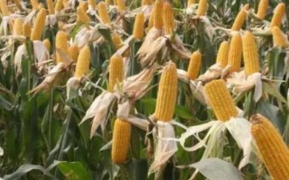 致泰15號玉米種子特點，遼寧省春播生育期129天