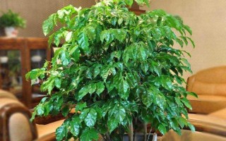 室內(nèi)幸福樹幾天澆一次水，每隔10-12天澆一次水