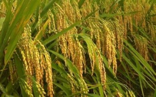魅兩優(yōu)美香新占水稻種子介紹，栽植密度為20厘米×27厘米