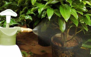 養(yǎng)花澆水要注意什么，等土壤干燥后再提供水分