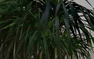 龍須蘭葉子發(fā)黃的原因及解決方法，可能是施肥不當(dāng)或澆水不當(dāng)?shù)葘?dǎo)致的