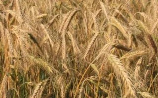 適合在農(nóng)村種植的農(nóng)作物，包括秋葵、香菜、小麥、水稻等品種
