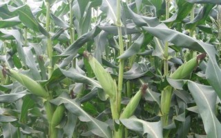 欣科2301玉米品種的特性，4月下旬—5月上旬播種
