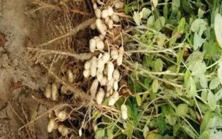 哪些農(nóng)作物在秋季成熟，包括花生、玉米、西紅柿等品種